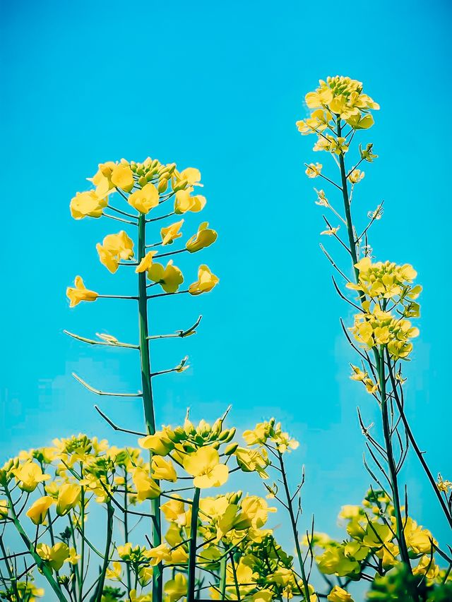 清明節去西歸浦賞油菜花 | 韓國濟州島