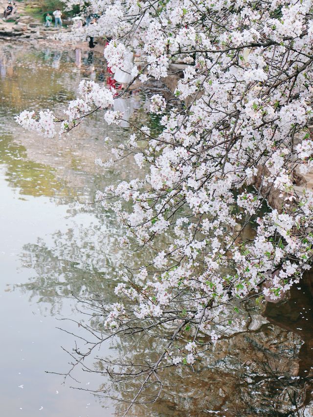 湖南省植物園賞花全攻略，植物園的櫻花開了