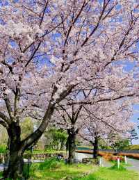 這裏是連日本當地人都鮮為人知的賞櫻秘境，它就藏在堺市大仙公園！