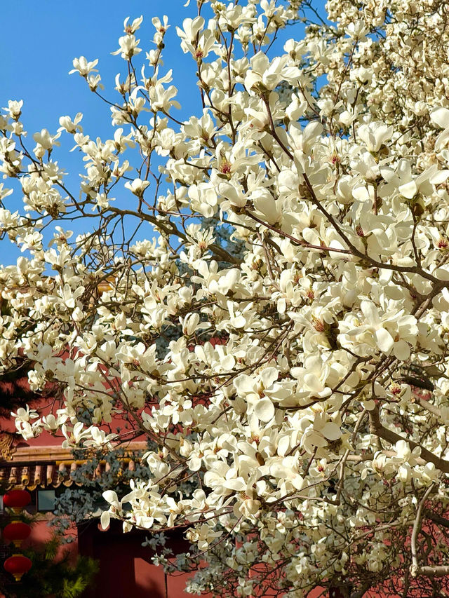 北京玉蘭天花板還是得看太廟