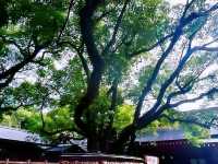 🌸Trip接送機|日本春日出遊指南·名古屋2