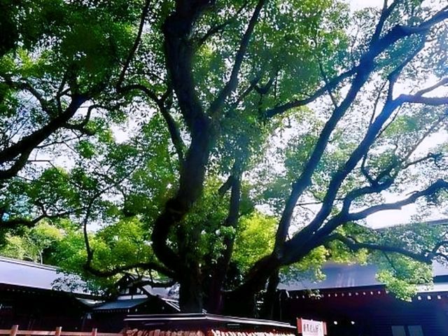 🌸Trip接送機|日本春日出遊指南·名古屋2