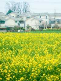 去了6次崇州，給你總結嘅春季賞花全攻略