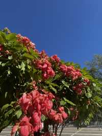 Pink Flower Utopia
