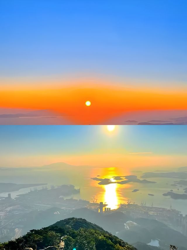 梧桐山花海盛開啦！