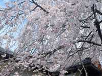 京都本滿寺 | 櫻花盛景的清幽之約