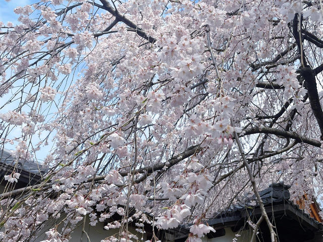 京都本滿寺 | 櫻花盛景的清幽之約