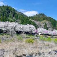 如意輪寺與別府奇景