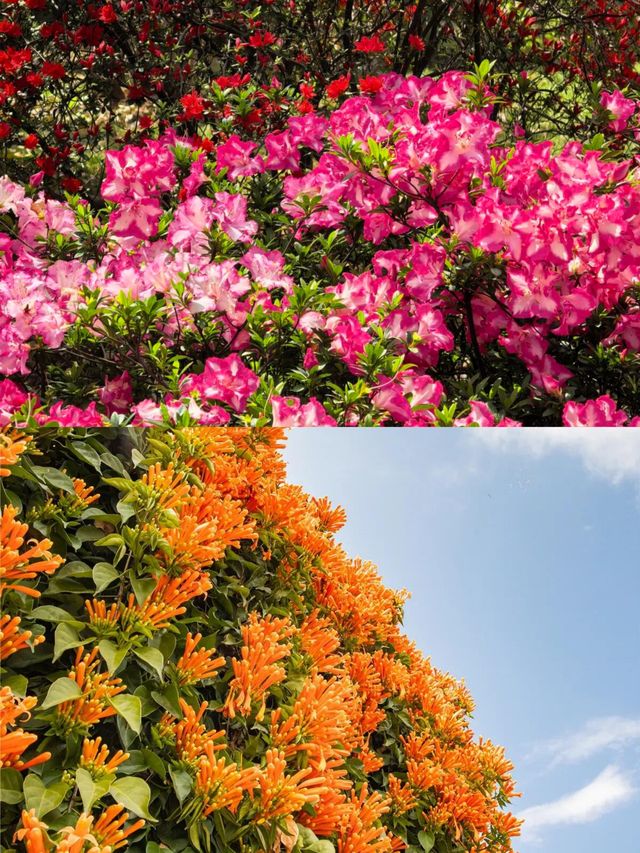 踏青賞花，捕捉夏天的詩意瞬間