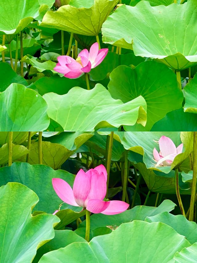 興化賞荷花‖打卡避坑攻略