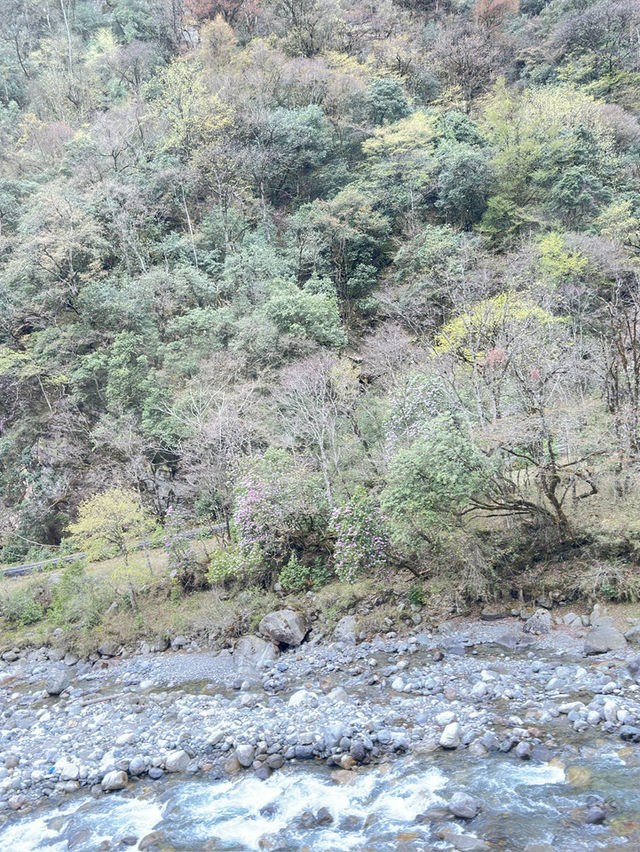 Mount Laba, a journey to see wild panda