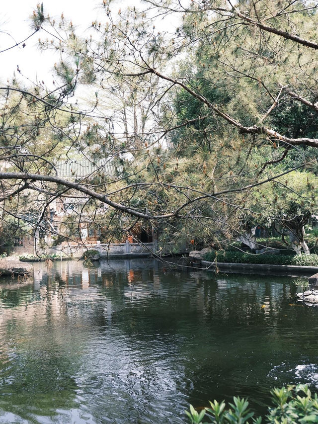 中山名樹園:城市中的自然瑰寶 中山名樹園:城市中的自然瑰寶