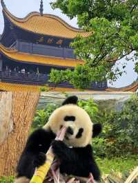 岳陽怎麼玩，請直接複製這條路線。