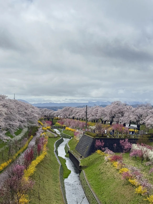 🌸仙台返東京途中嘅驚喜：白石川堤賞櫻盛宴🌸