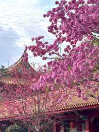 廈門仙岳山遊玩攻略：邂逅城市山林的愜意時光