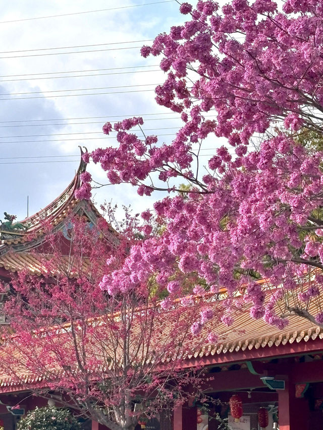 廈門仙岳山遊玩攻略：邂逅城市山林的愜意時光