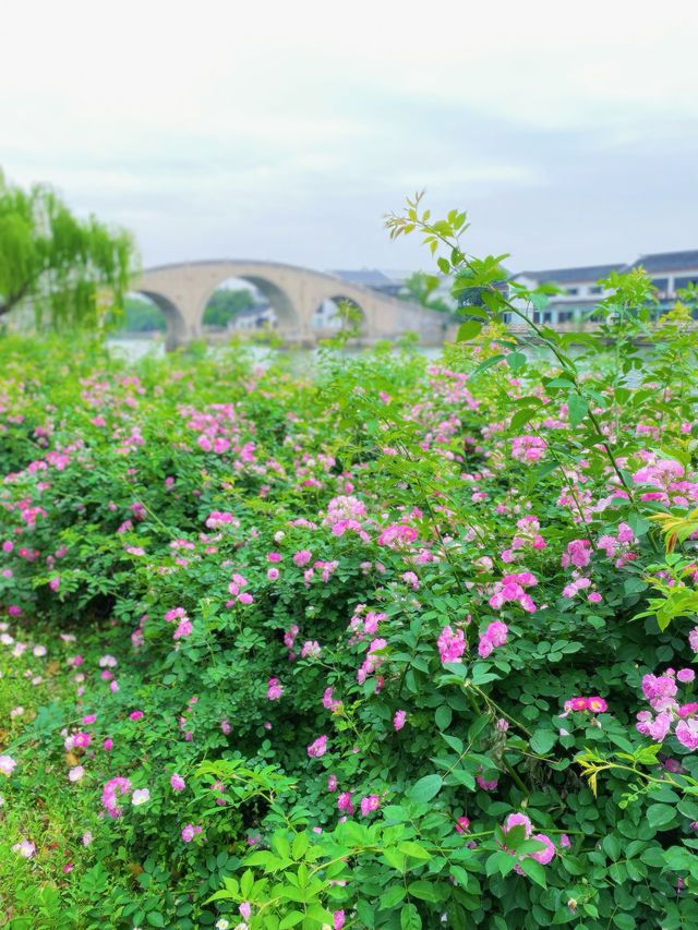 蘇州護城河City walk