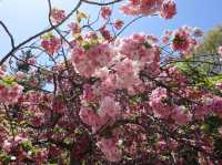 🌸京都御苑4月下旬的櫻花盛宴🌸