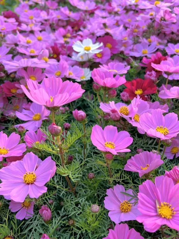 🌺 維多利亞公園花卉展：悠閒賞花的好去處