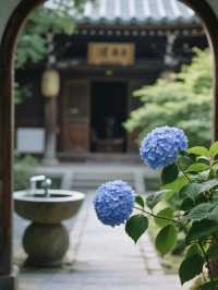 媲美日本！杭州永福寺繡球花，滿溢禪意之美