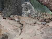 探秘蓉城野趣：成都動物園漫遊指南