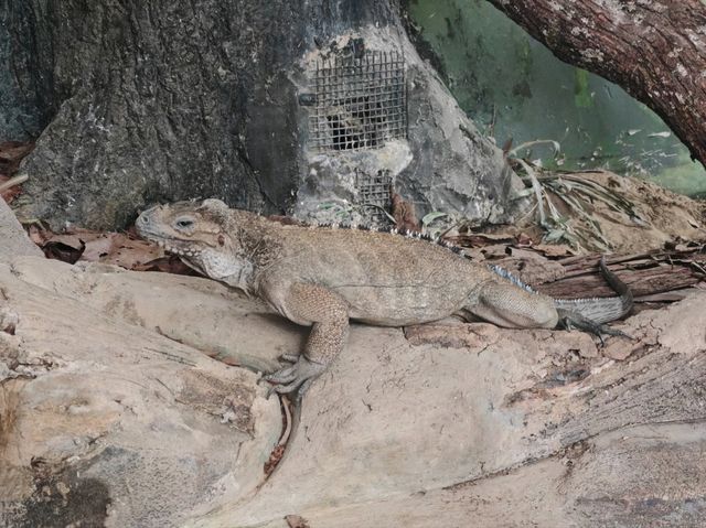 探秘蓉城野趣：成都動物園漫遊指南