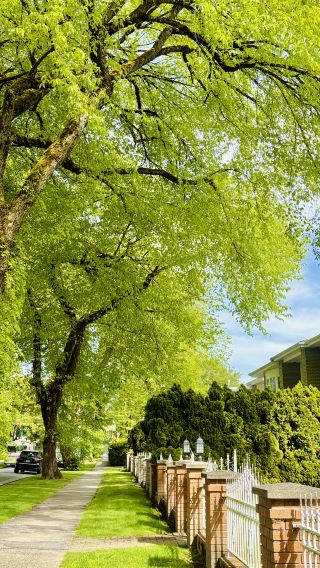 Thẩm mỹ đường phố Vancouver: Một chuyến tham quan đắm chìm trong những tán cây râm mát