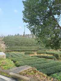 茶竹之城，山水之韻