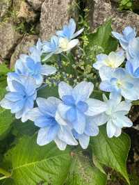 奈良長谷寺 | 繡球花的古寺雅韻