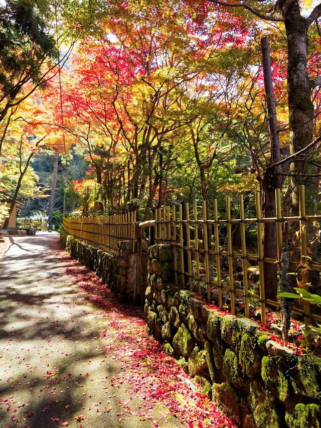 日本6日遊｜小長假超全遊玩攻略