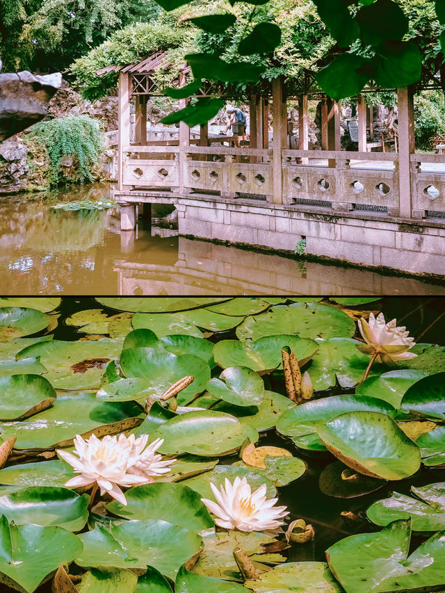 獅子林｜700年禪意園林嘅前世今生