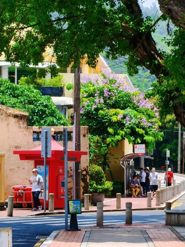 香港出發至澳門路環心形樹洞交通攻略 
