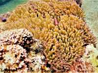 Unfurling the Living Jewel: Anemones and Untouched Life at Ao Hin Wong, Koh Tao