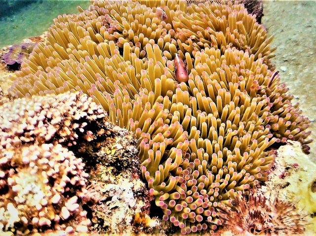 Unfurling the Living Jewel: Anemones and Untouched Life at Ao Hin Wong, Koh Tao