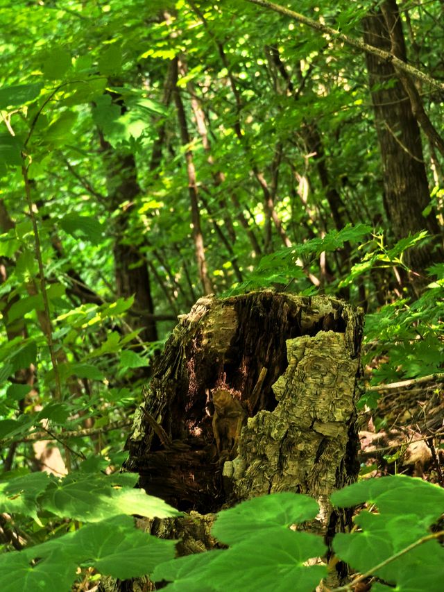 向山野，同昆蟲、樹葉同蘑菇見面