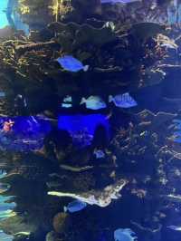 青島海底世界｜本地人私藏玩法！隨手拍都係深海大片