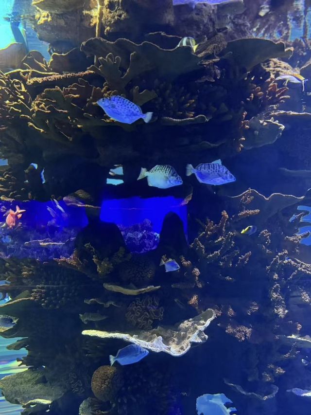 青島海底世界｜本地人私藏玩法！隨手拍都係深海大片