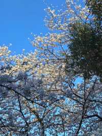 曲院風荷賞櫻攻略：邂逅西湖邊的櫻花秘境