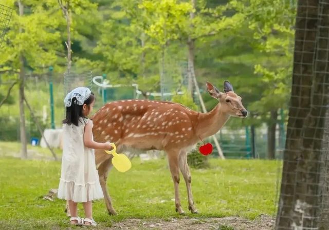 21℃邂逅浪漫與自然的奇幻之旅，百里荒景區旅遊保姆級攻略：   百里荒景區，位於湖北宜昌夷陵區、遠安