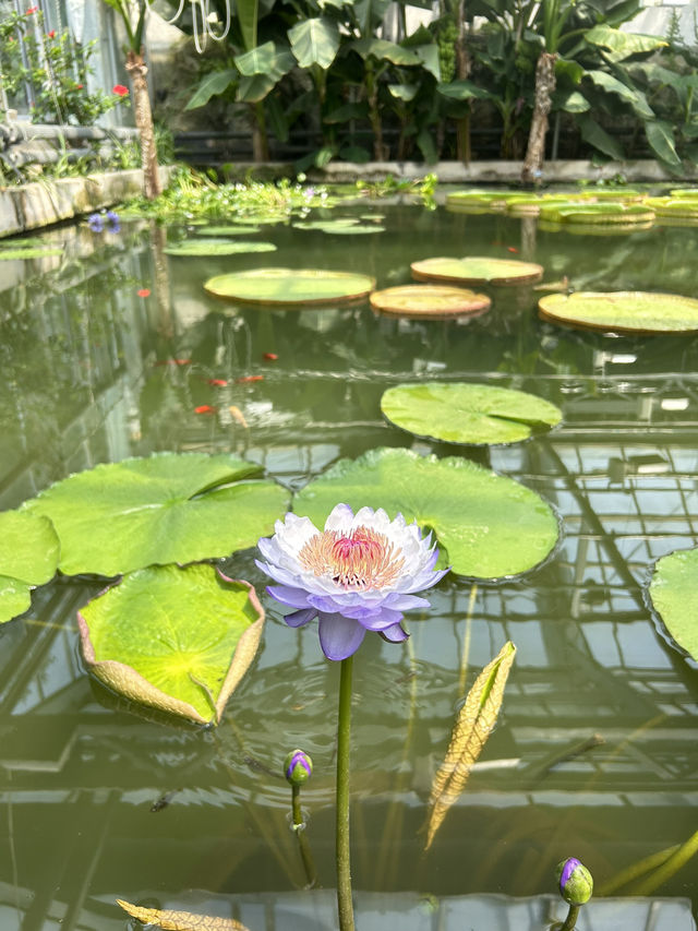 China National Botanical Gardens in Beijing!