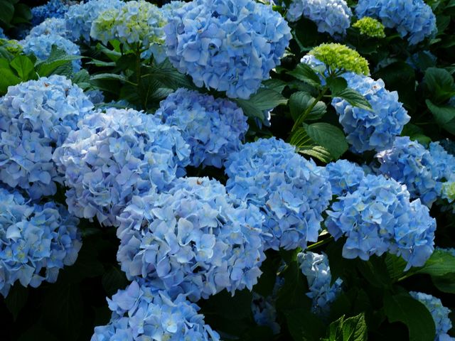 山間秘境，盛夏浪漫