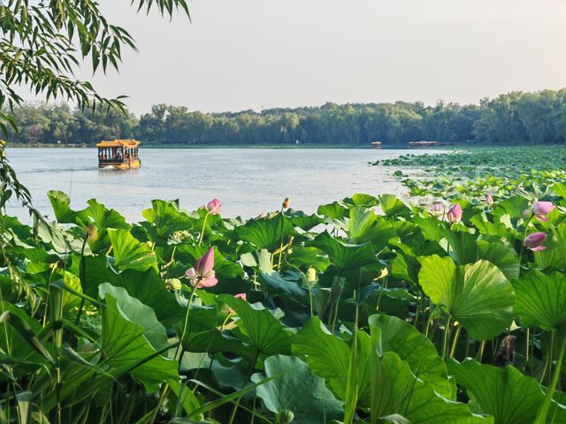 心歸荷處-頤和園西堤