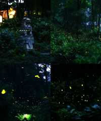 南京夏夜『爆燈』啦！7-8月限定螢火蟲雨，錯過要等一年！