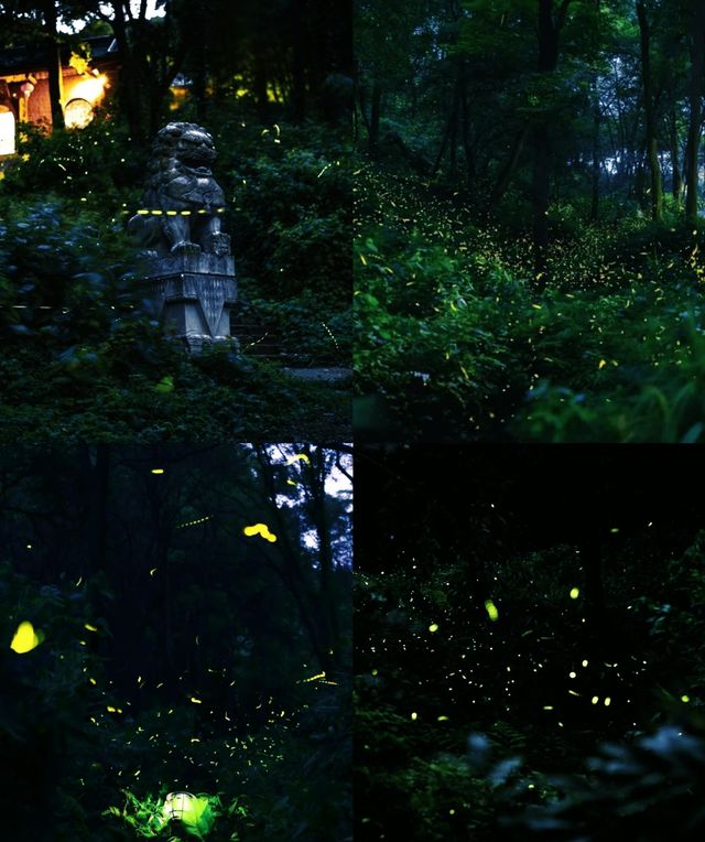 南京夏夜『爆燈』啦！7-8月限定螢火蟲雨，錯過要等一年！