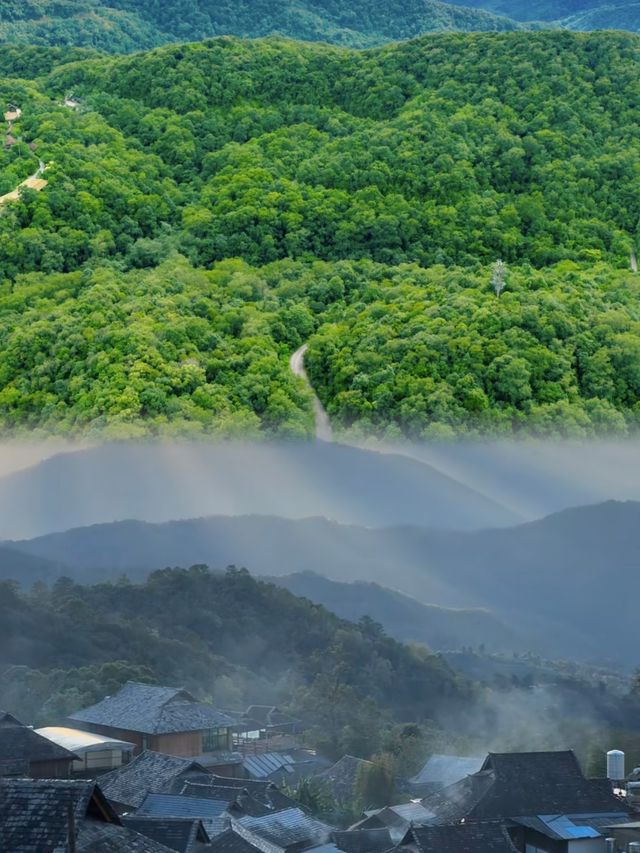 普洱已回8~9月真的不建議去因為實在是~~ 普洱已回8~9月真的不建議去因為實在是~~