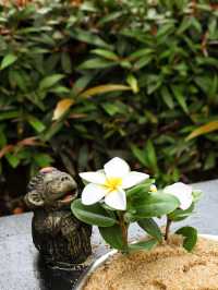白蓮花度假村第三季取景地蘇梅島安納塔拉