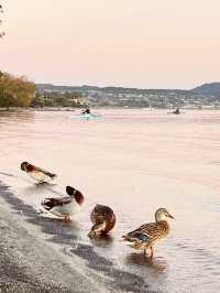 🦆 Lake Taupo’s Secret Duck Pond: A Quirky Waterfront Wonder!