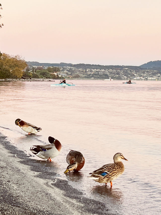 🦆 Lake Taupo’s Secret Duck Pond: A Quirky Waterfront Wonder!