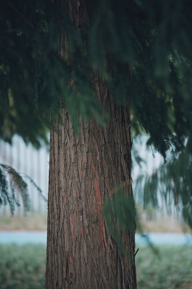 慧聚花海掃街日記｜降溫必穿風衣穿搭指南