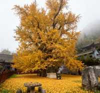 【長安第一絕美古剎！1400年銀杏樹下，邂逅盛唐的秋】